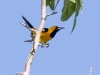 Hooded Oriole