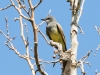 Western Kingbird