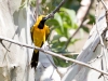 Hooded Oriole