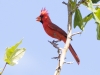 Northern Cardinal