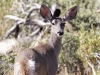 Arizona White-tailed Deer