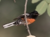 Painted Redstart