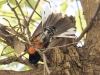 Painted Redstart