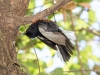 Painted Redstart fanning tail. Russell Gulch, Pinal Mountains.