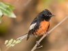 Painted Redstart