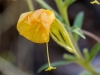 Hooker's Evening Primrose