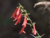 Beardlip Penstemon