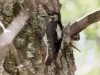 Hairy Woodpecker