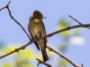 Cordilleran Flycatcher