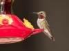 Calliope Hummingbird