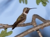 Broad-tailed Hummingbird