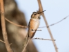 Rufous Hummingbird