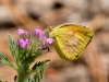 Sleepy Orange butterfly on Dakota Mock Vervain