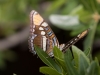 Arizona Sister Butterfly