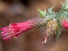 Arizona Thistle