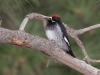 Acorn Woodpecker