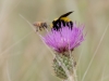 Sonoran Bumblebee