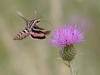 White-lined Sphinx Moth