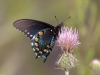 Pipevine Swallowtail