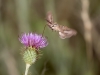 White-lined Sphinx Moth