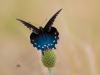 Pipevine Swallowtail