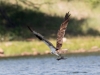 Osprey