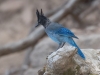 Steller's Jay