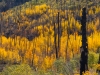 Aspens