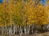 Aspens