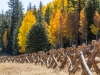 Aspens