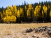 Aspens