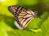 Monarch Butterfly