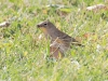 Yellow-rumped Warbler