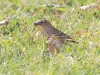 Yellow-rumped Warbler