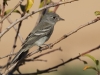 Gray Flycatcher