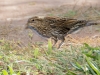 Red-winged Blackbird