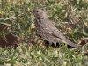 Sage Thrasher