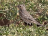 Sage Thrasher