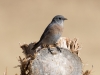 Western Bluebird