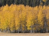 Aspens