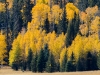 Aspens