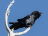 Common Raven