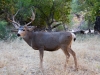 Mule Deer