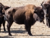 American Bison