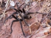 Desert Tarantula