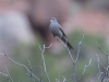 Townsend's Solitaire