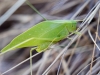 Katydid