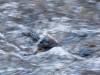 American Dipper