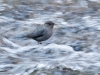 American Dipper