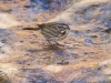 Savannah Sparrow